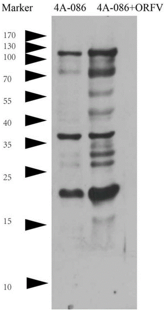 A kind of monoclonal antibody hybridoma cell line 2g8d10 of orfv086 protein of sheep oral ulcer virus and its monoclonal antibody