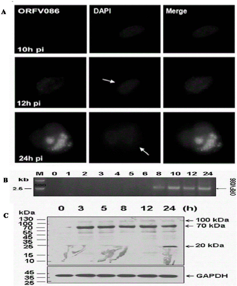 A kind of monoclonal antibody hybridoma cell line 2g8d10 of orfv086 protein of sheep oral ulcer virus and its monoclonal antibody