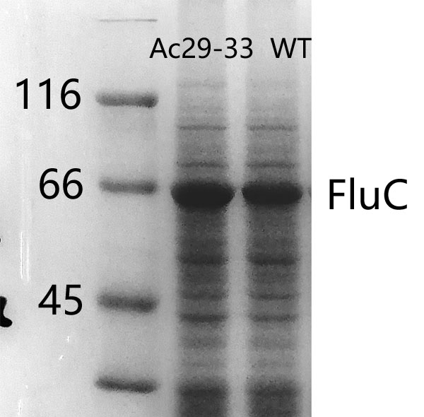 Gene knockout type baculovirus expression vector