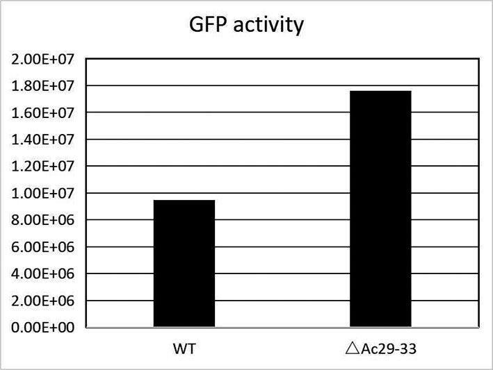 Gene knockout type baculovirus expression vector