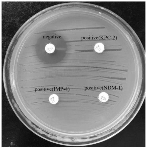 Drug sensitivity test plate and method for quickly detecting drug-resistance phenotype