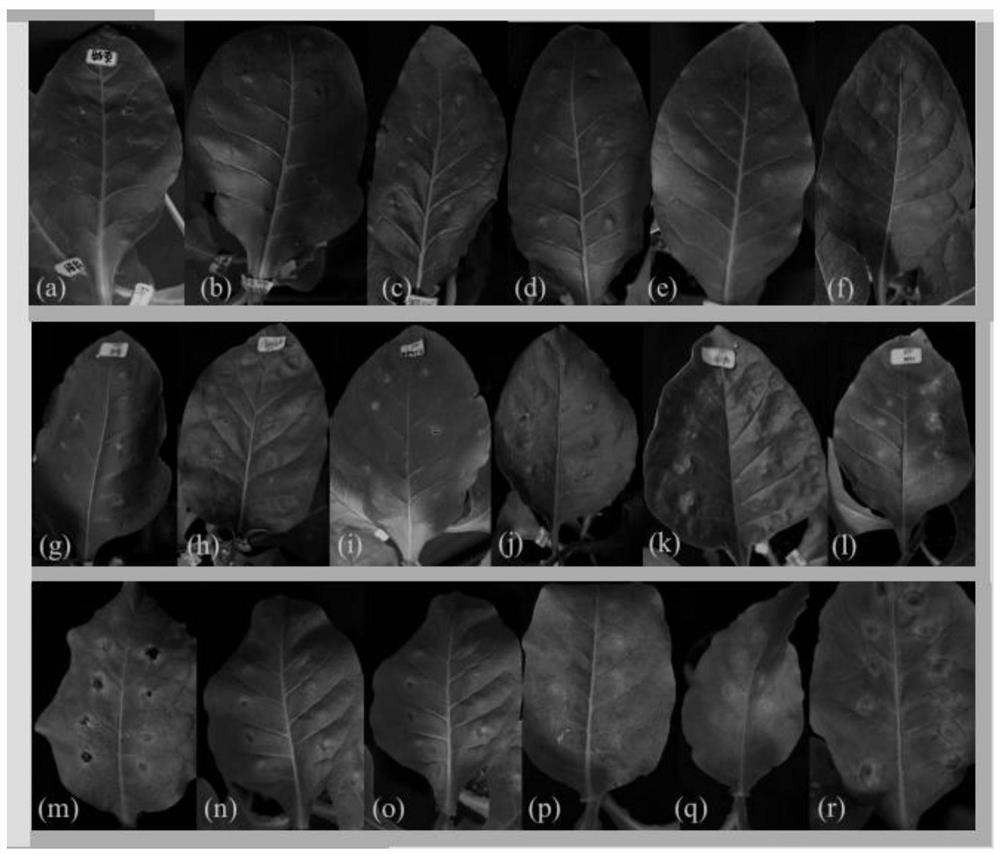 A method for identifying tobacco red star disease by artificial inoculation