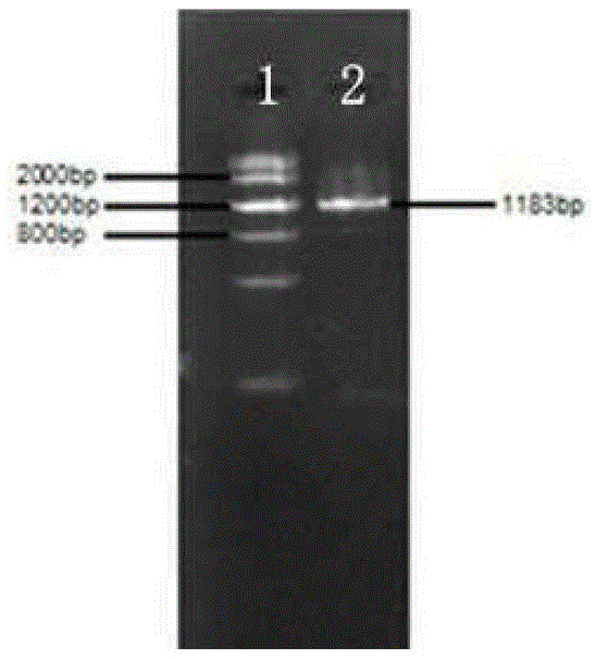 Expression vector pEGFP-N1-p53/MAR capable of improving transfection efficiency, construction method and transfection method