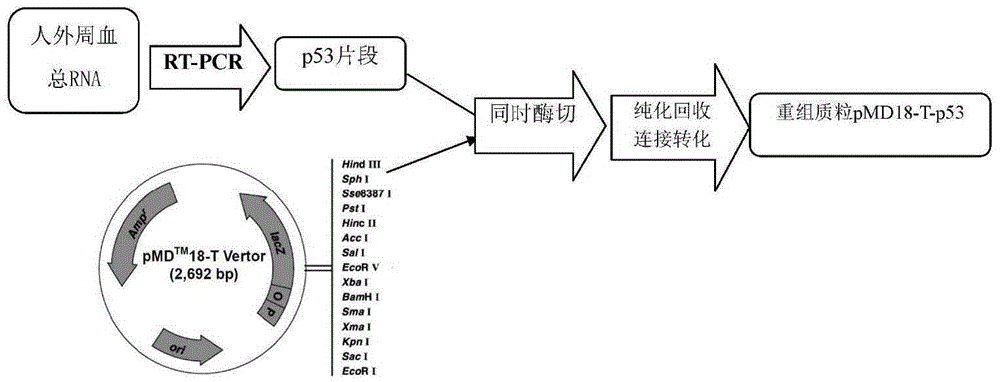 Expression vector pEGFP-N1-p53/MAR capable of improving transfection efficiency, construction method and transfection method