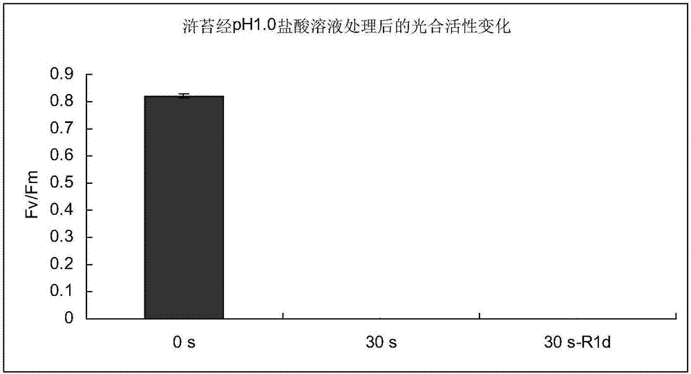 Method for removing algae and enteromorpha on cultivation web curtain