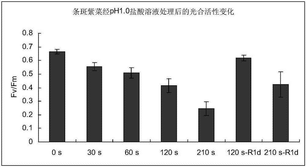 Method for removing algae and enteromorpha on cultivation web curtain