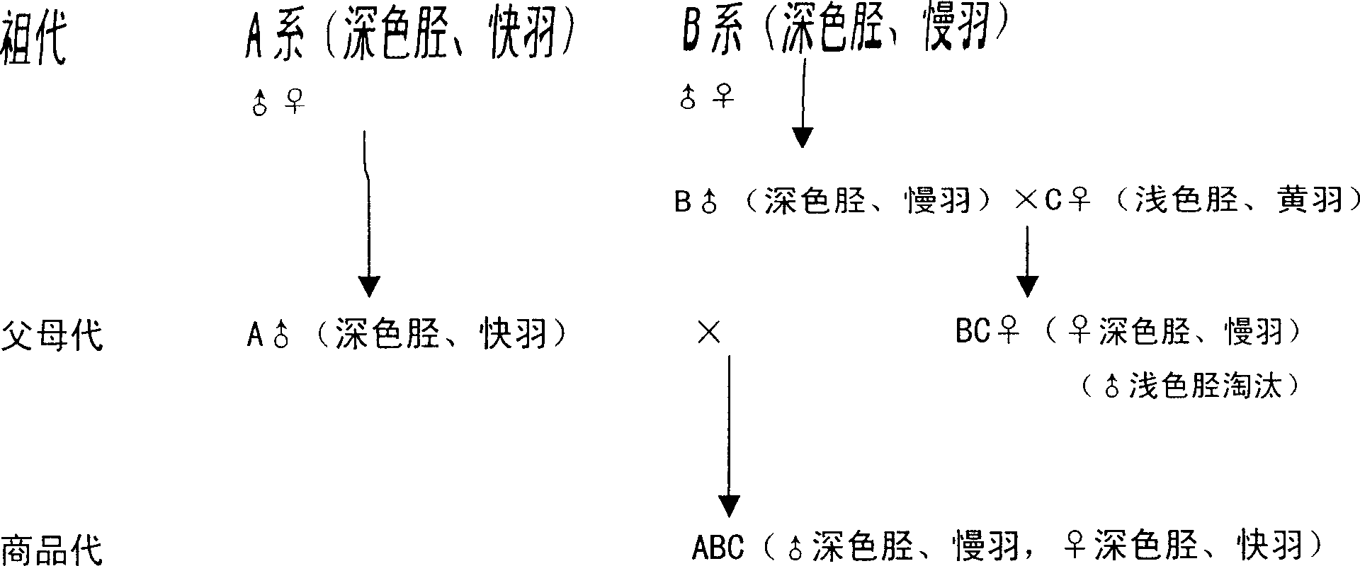 Male and female identification method from chicken shank color or sex-linked feather