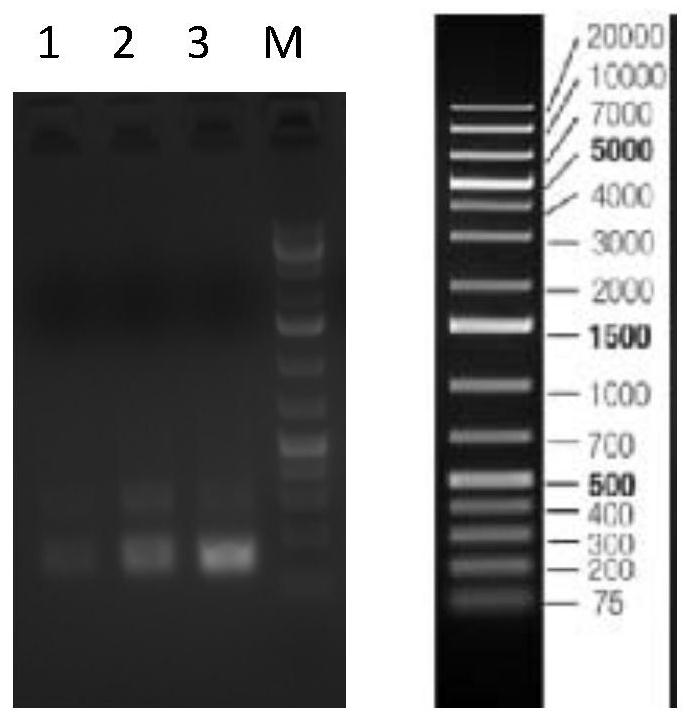 CRISPR (Clustered Regularly Interspaced Short Palindromic Repeats) reagent for detecting 2019-nCov and application of CRISPR reagent