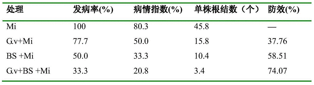 Composite microbial agent for prevention and treatment of tomato root knot nematode disease and application thereof