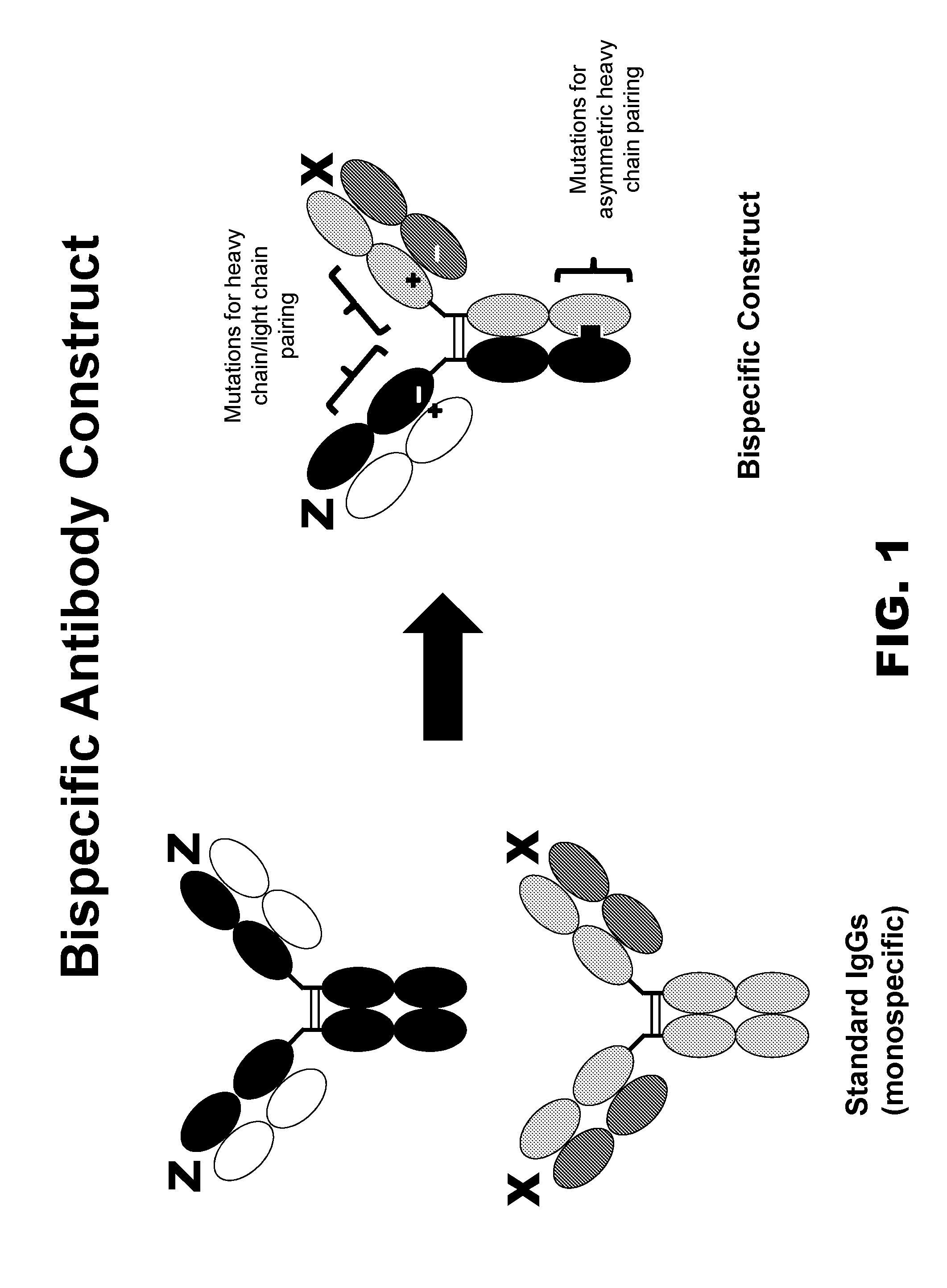 Novel multispecific constructs