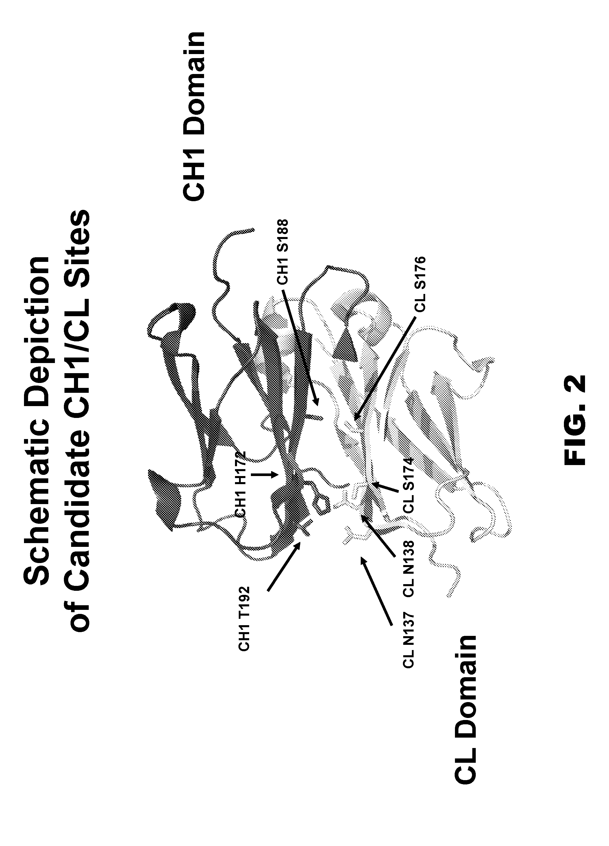 Novel multispecific constructs