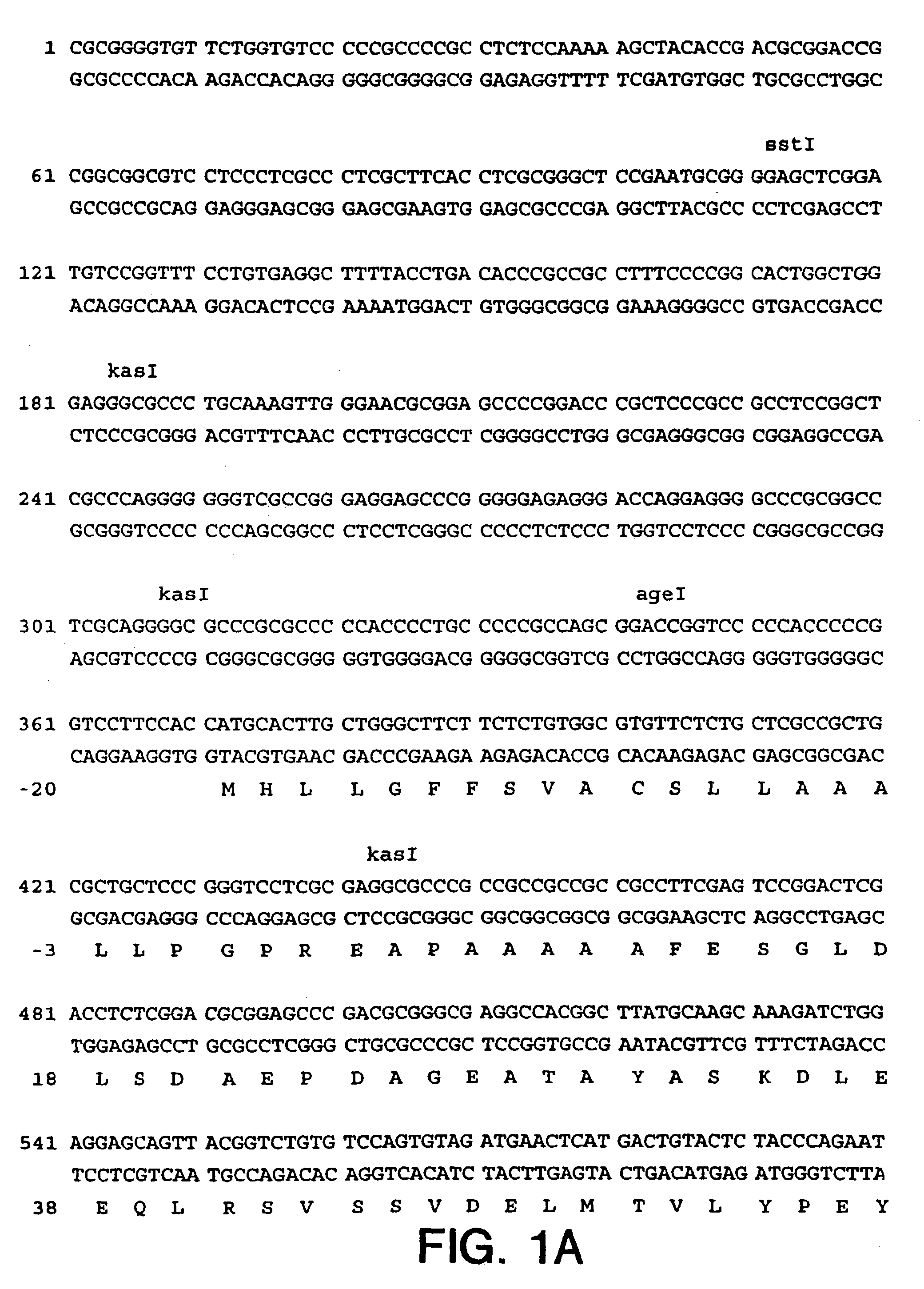 VEGF-related protein