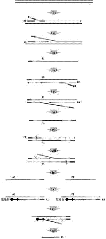 Method for generating single-stranded product in isothermal amplification system