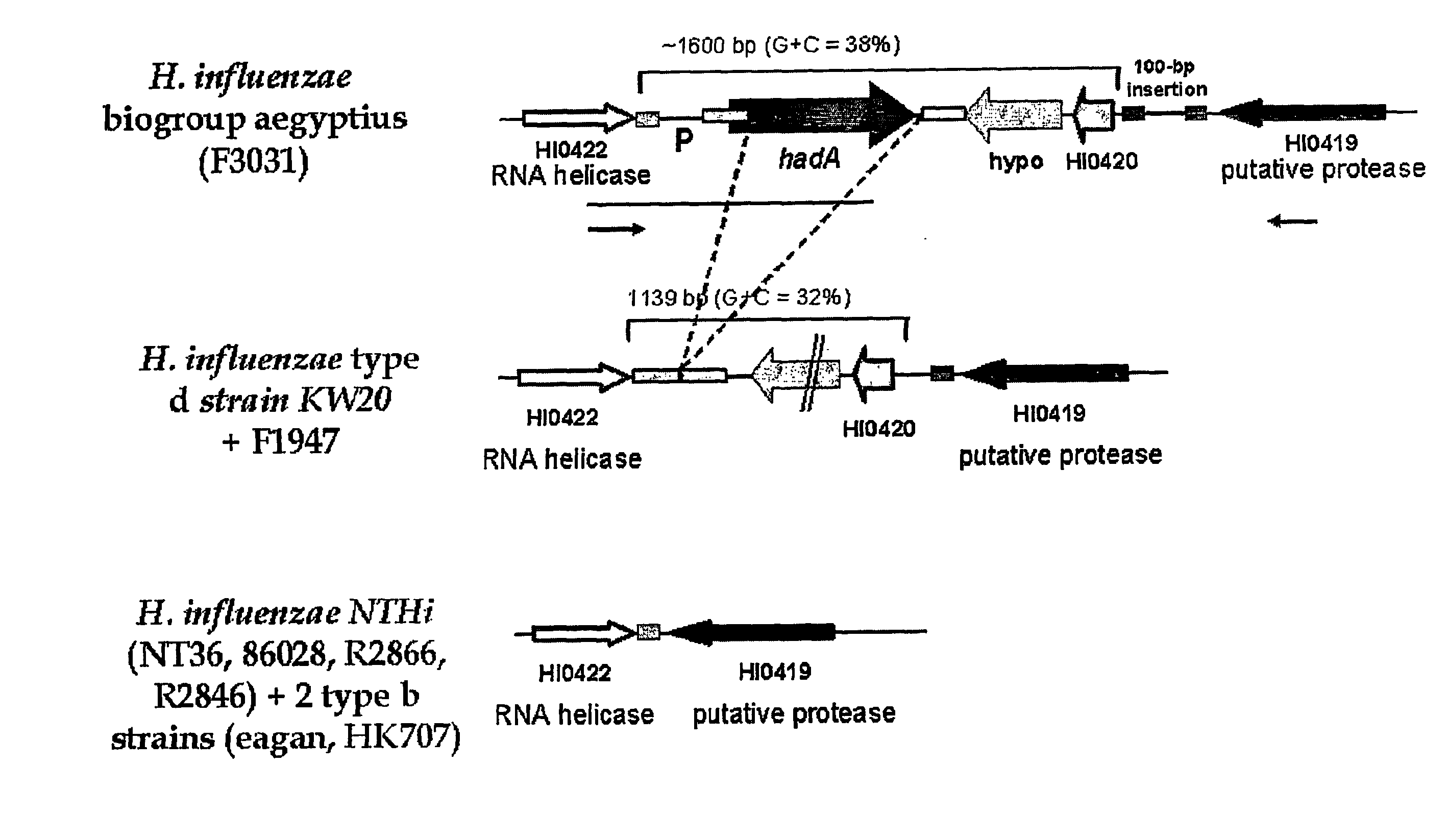 Virulence-Associated Adhesins