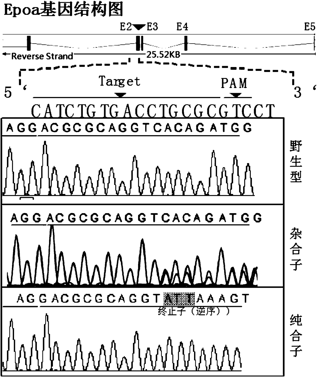 Method for inducing Epoa gene to knock out zebrafish embryonic homozygote hemoglobin phenotype