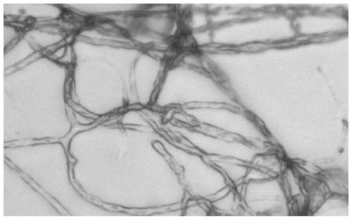 A kind of preparation method of apple tree rot disease biocontrol agent