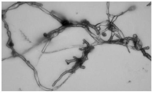 A kind of preparation method of apple tree rot disease biocontrol agent