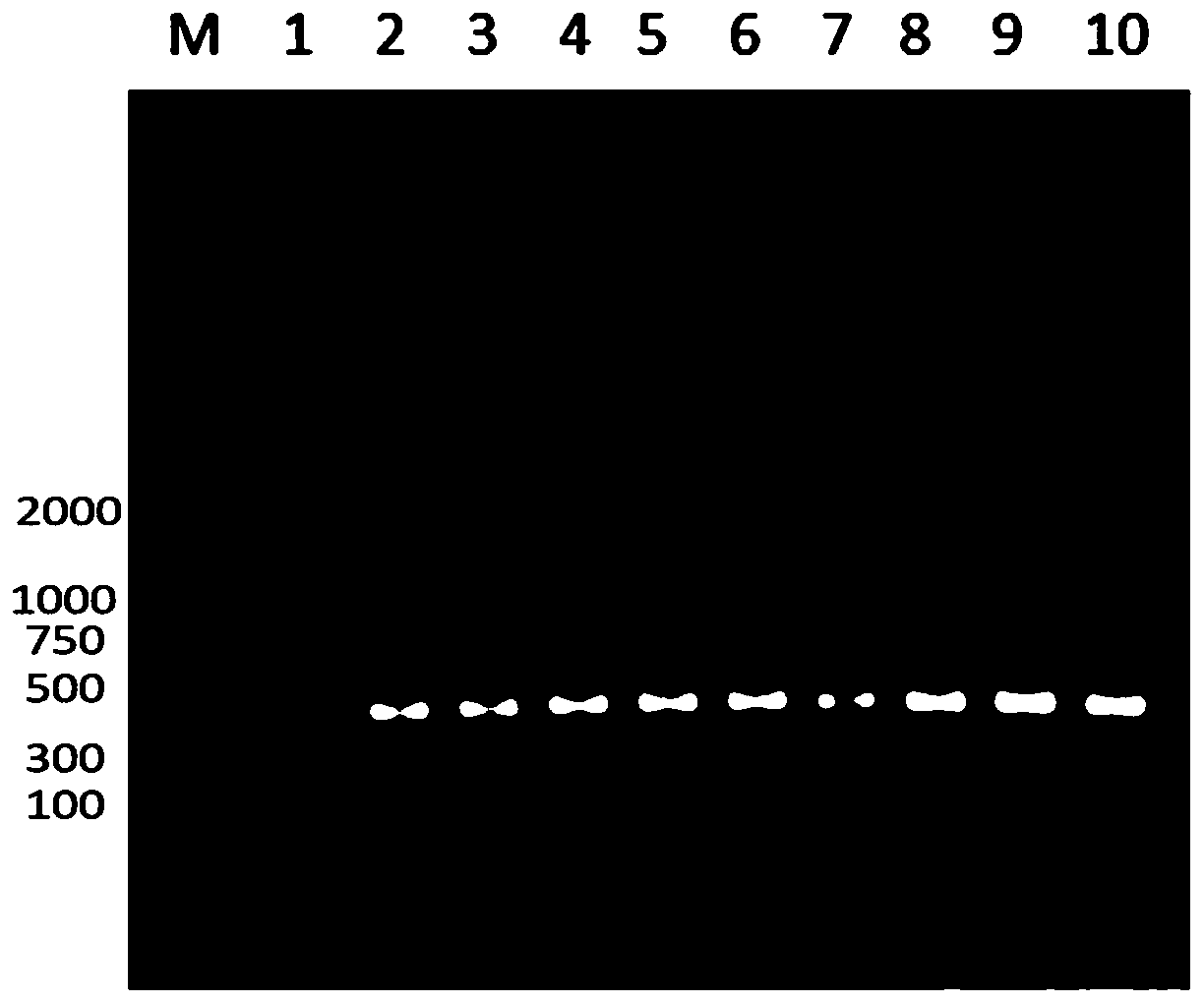 Nano-antibody combination for detecting carcino-embryonic antigen by double-antibody sandwich method