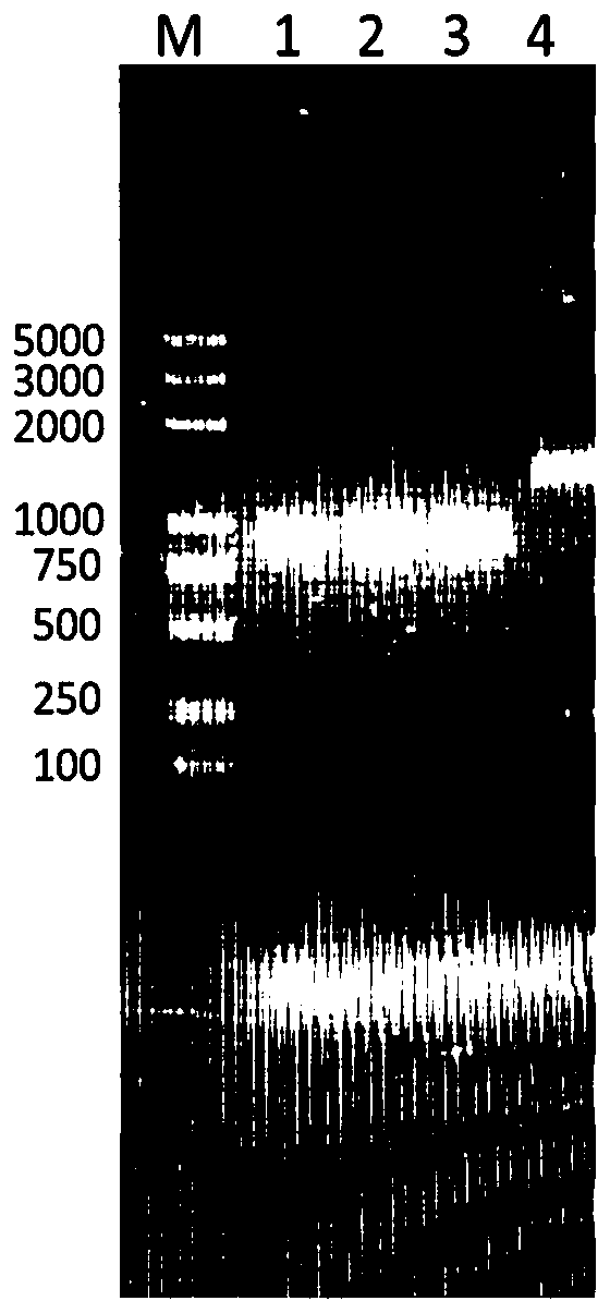 Nano-antibody combination for detecting carcino-embryonic antigen by double-antibody sandwich method