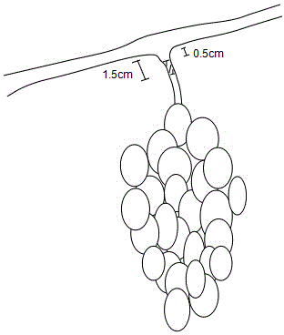 Grape on-tree storage method