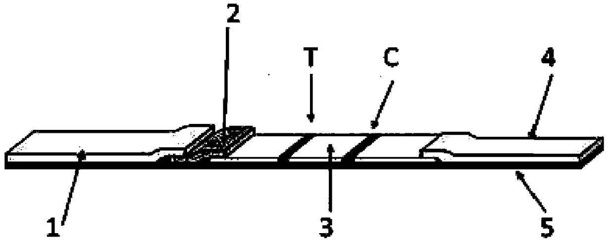 Influenza virus A IgA antibody immunofluorescence detection test strip, and preparation method, detection method, and applications thereof