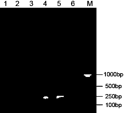 Detection primers, kit and detection method for cell mcoplasma