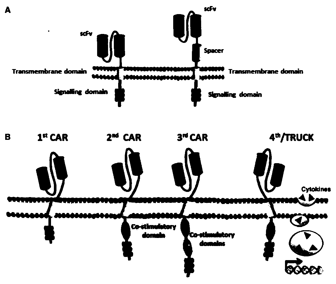 Anti-egfrviii chimeric antigen receptor, coding gene, recombinant expression vector and its construction method and application