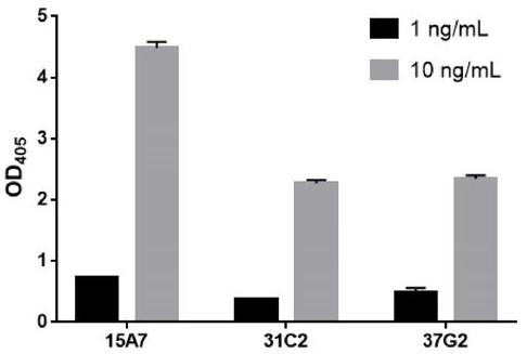 Expression vector of anti-SARS-COV-2 neutralizing antibody