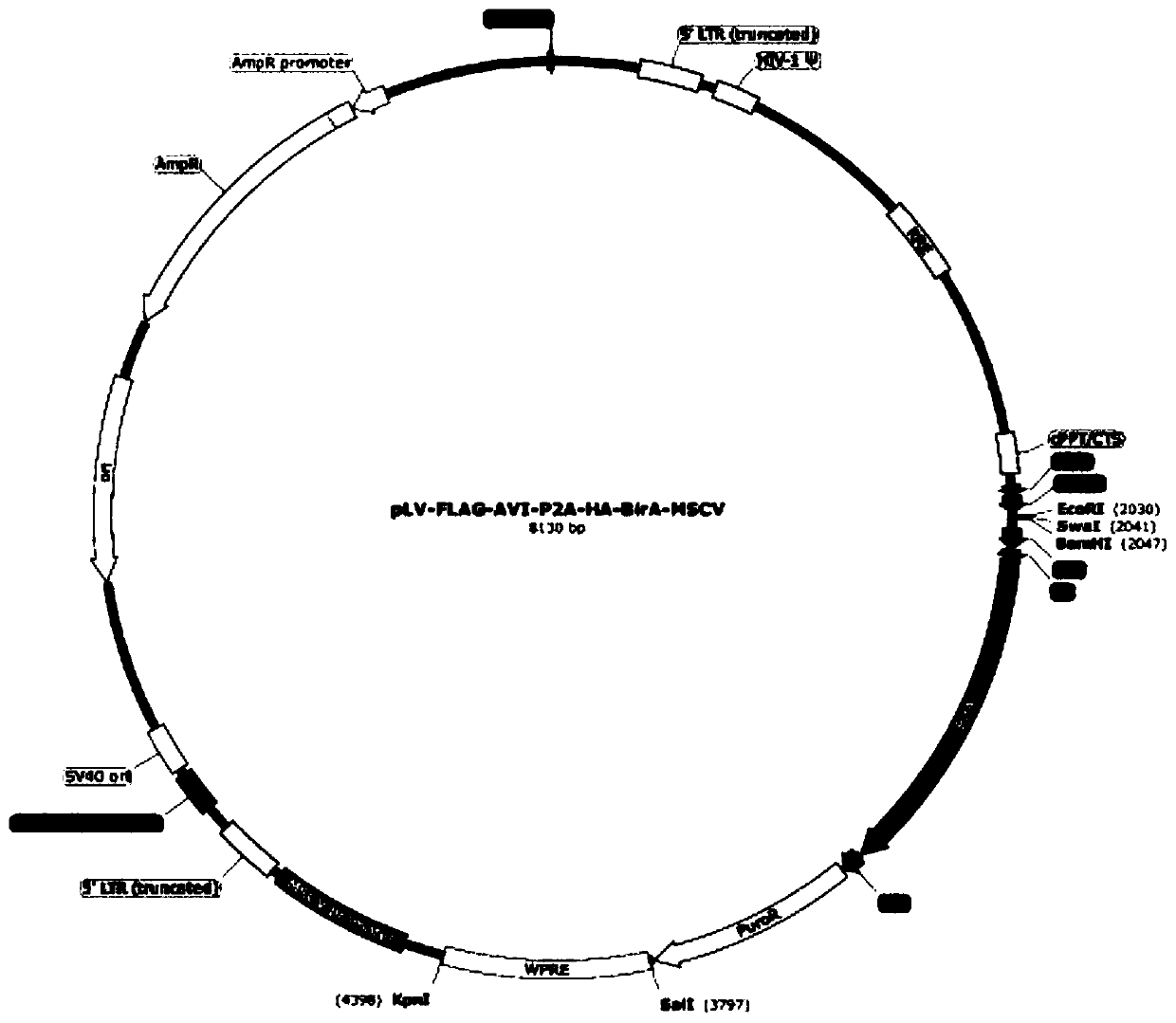 A kind of lentiviral single plasmid in vivo biotinylation vector and its preparation method