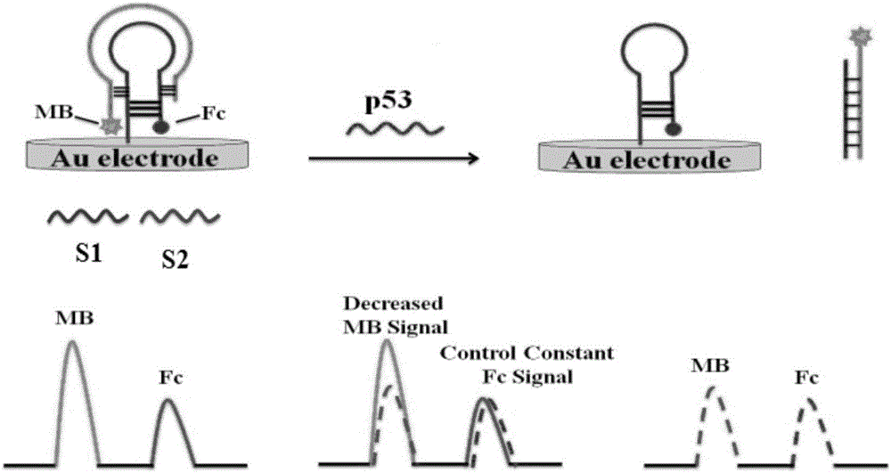 Ratio electrochemical DNA sensor-modified electrode for detecting gene P53 and preparation method of modified electrode