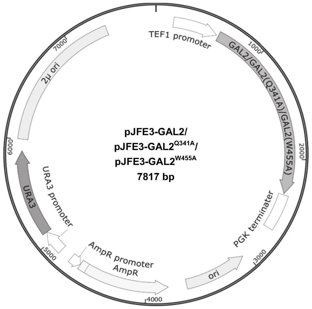 Method for improving transport capacity and utilization capacity of levodextran in saccharomyces cerevisiae strain