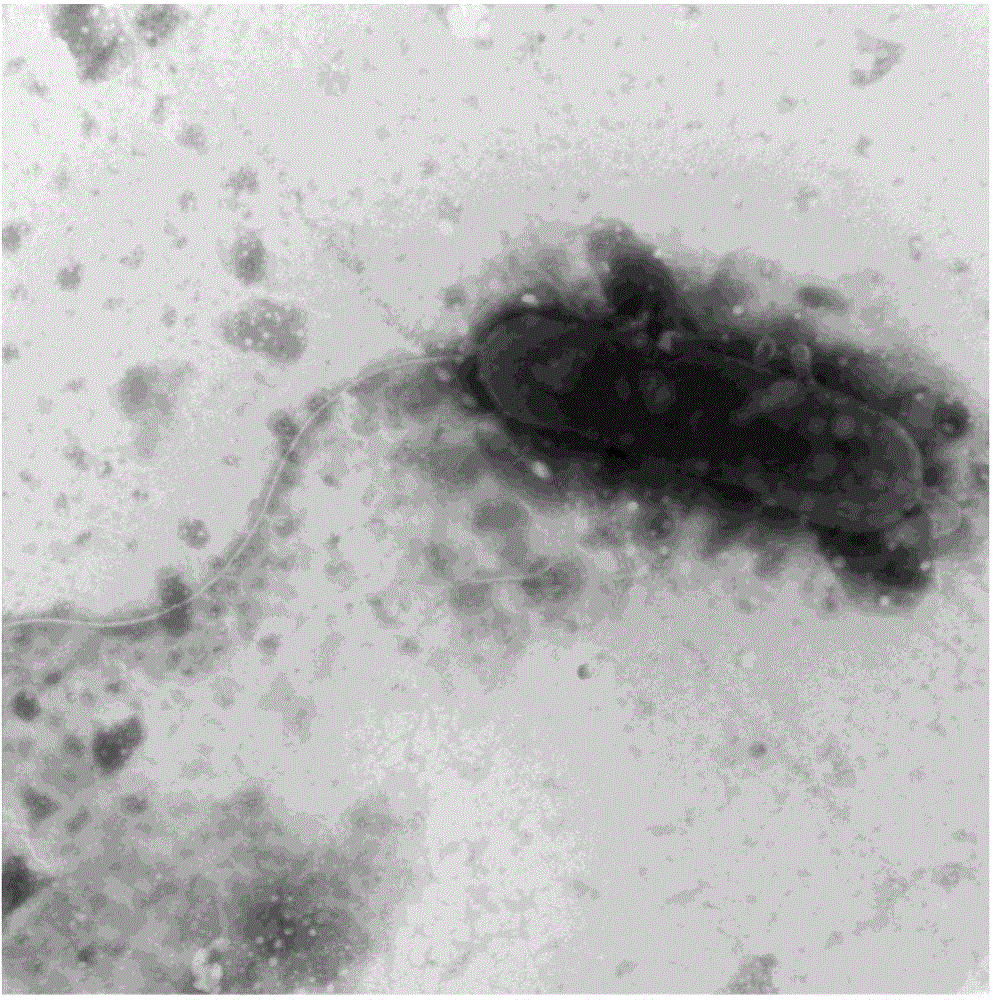 Sphingosine monoucleosis for degrading cypermethrin and application thereof