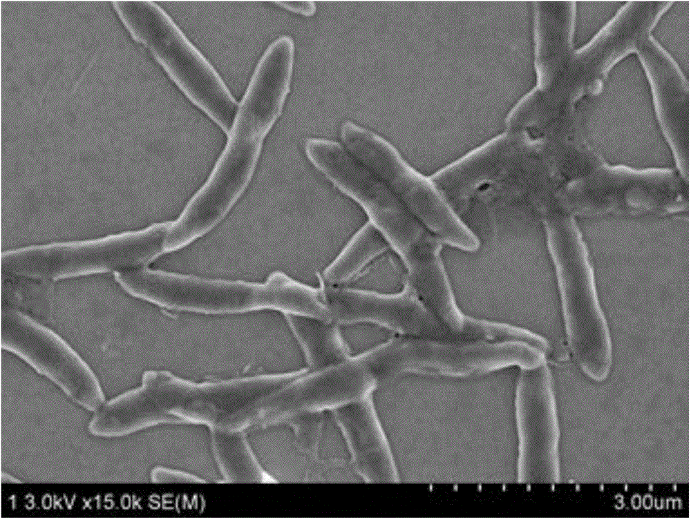 Sphingosine monoucleosis for degrading cypermethrin and application thereof