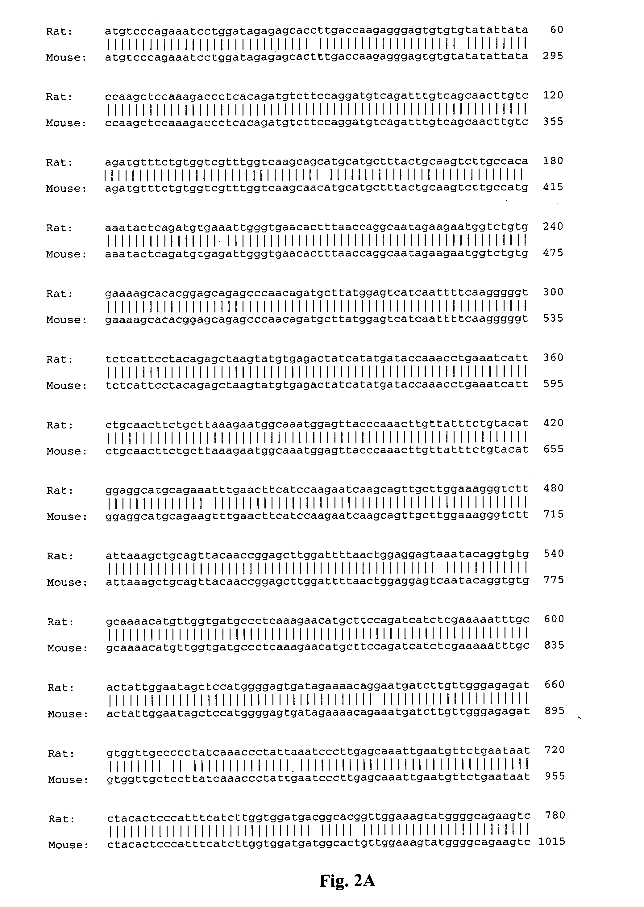 Rat TRPM7 polynucleotide and encoded protein