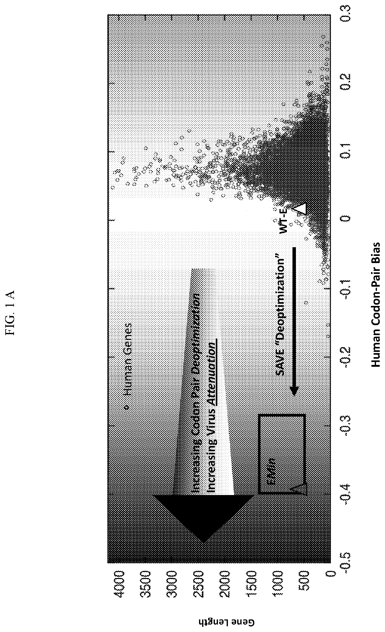 Attenuated flaviviruses