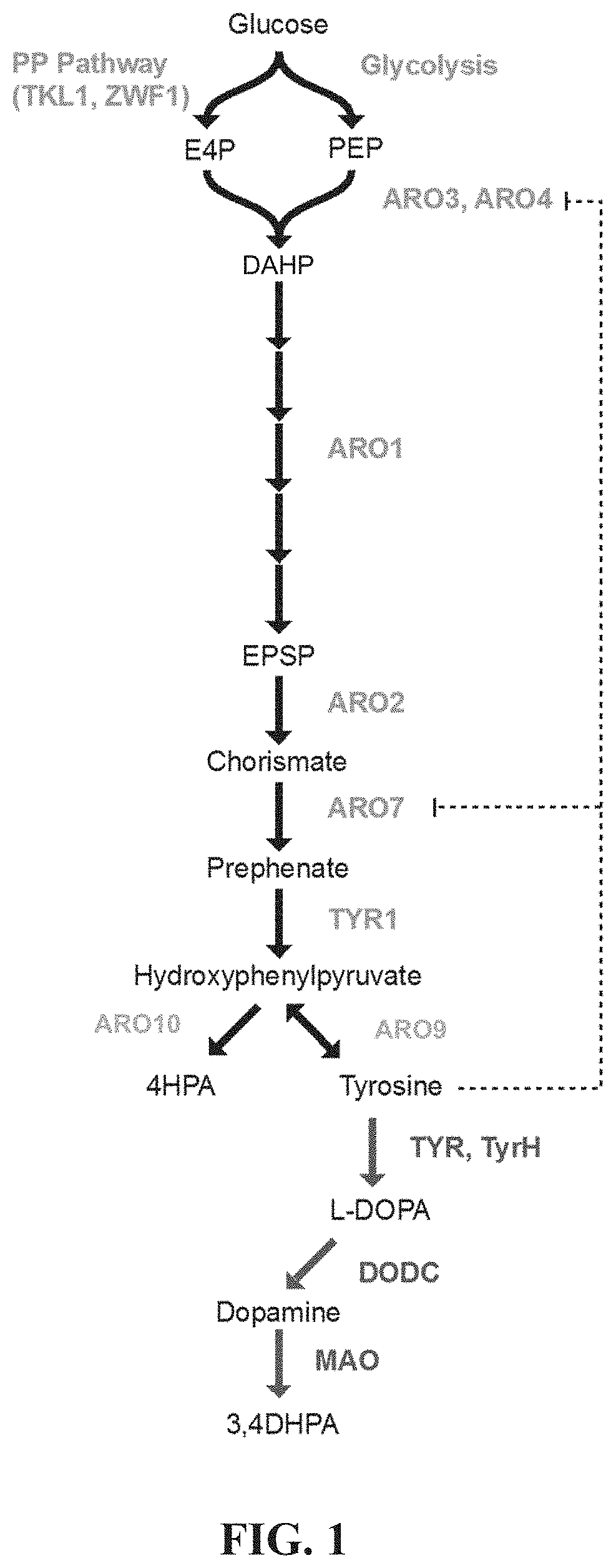 Benzylisoquinoline alkaloid (BIA) precursor producing microbes, and methods of making and using the same