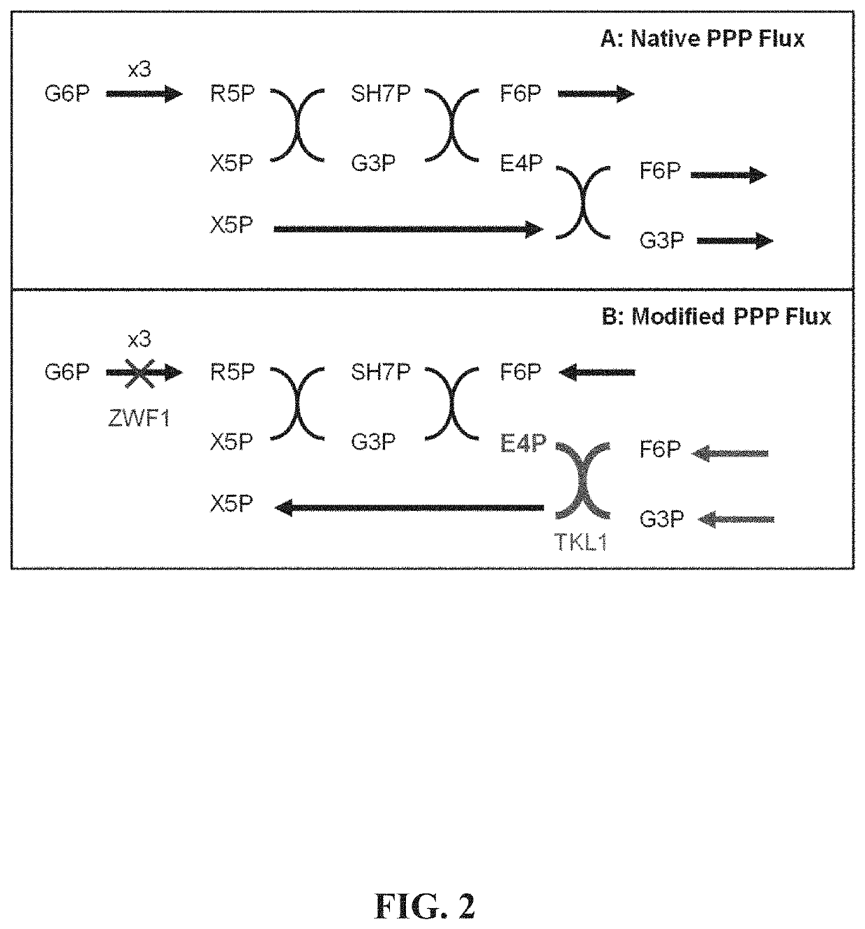 Benzylisoquinoline alkaloid (BIA) precursor producing microbes, and methods of making and using the same