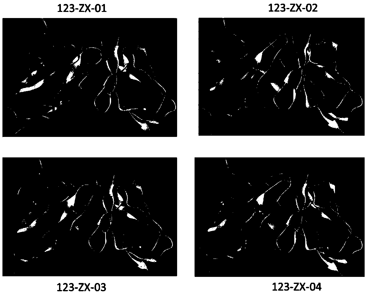 Anti-CD123 humanized single-chain antibody and application thereof