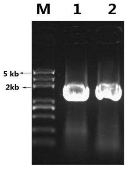 Prawn virus expression system for delivering and expressing exogenous genes in prawns