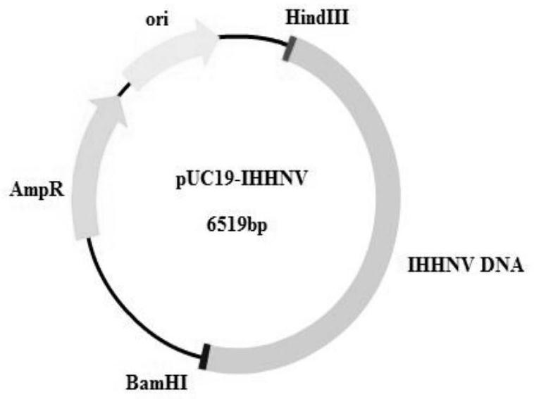 Prawn virus expression system for delivering and expressing exogenous genes in prawns