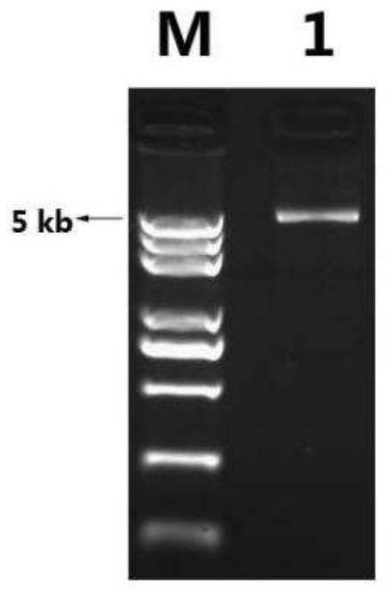 Prawn virus expression system for delivering and expressing exogenous genes in prawns