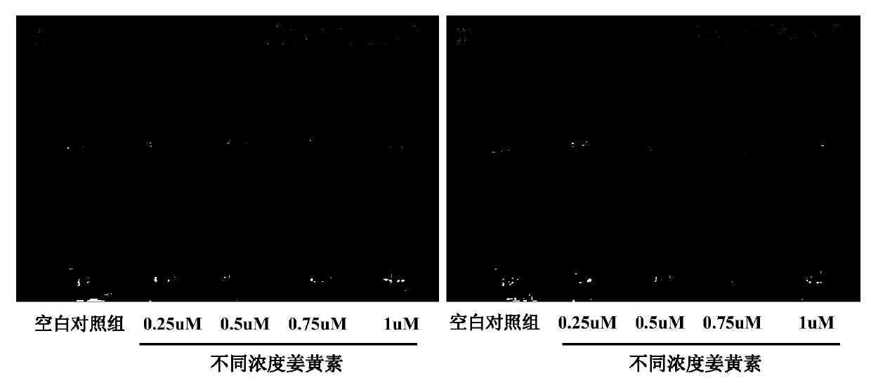 Photodynamic-based drinking water disinfection method