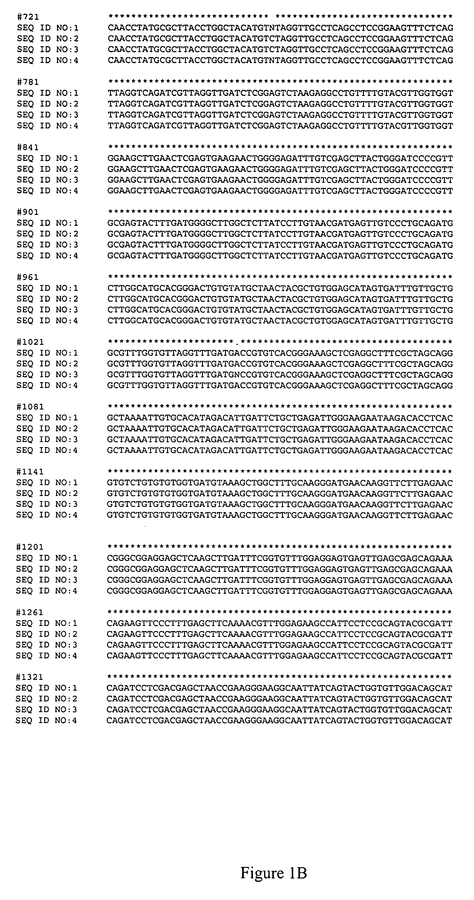 Assay for imidazolinone resistance mutations in Brassica species