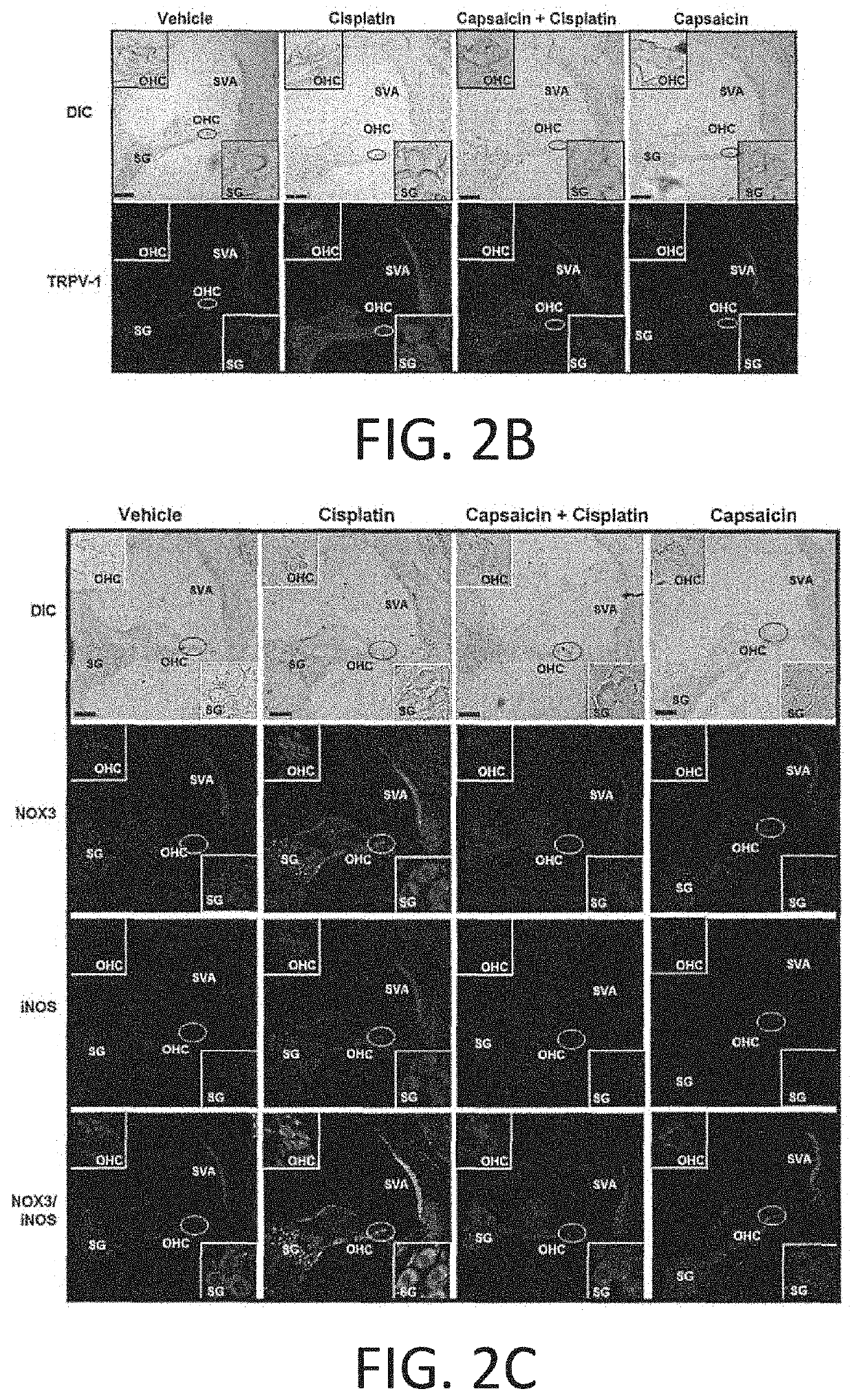 REGIMENS, COMPOSITIONS AND METHODS WITH CAPSAICIN AND TNF-alpha INHIBITOR