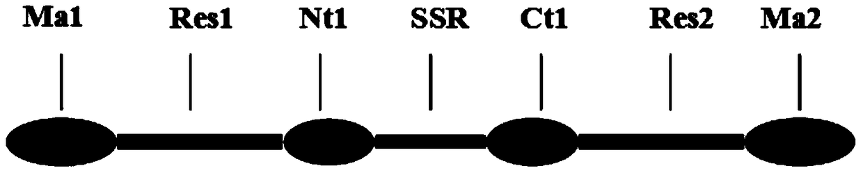 A kind of mrrp protein, gene, carrier, engineering bacteria and application thereof