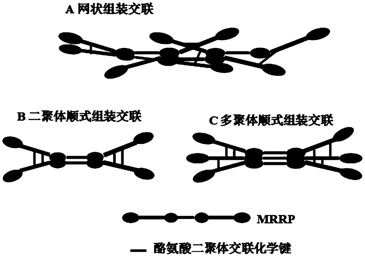 A kind of mrrp protein, gene, carrier, engineering bacteria and application thereof