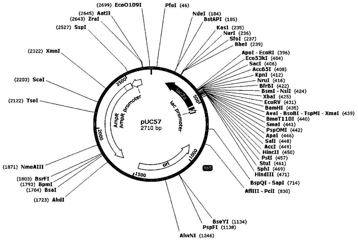 A kind of mrrp protein, gene, carrier, engineering bacteria and application thereof