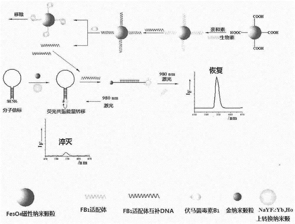 Fluorescence resonance energy transfer-based detection of fumonisin b  <sub>1</sub> Methods