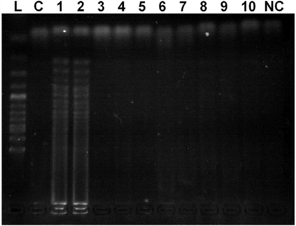 LAMP primer for detecting Phytophthora melonis and kit containing LAMP primer