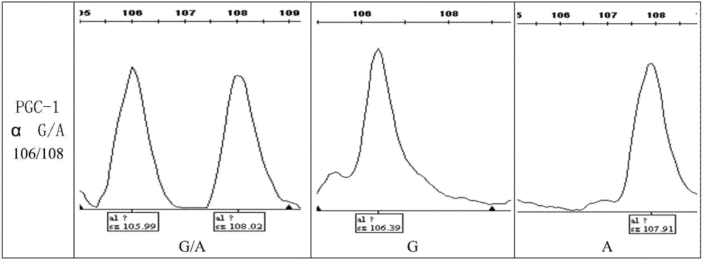 Chicken muscle fiber-type property-related gene molecule marker and use thereof